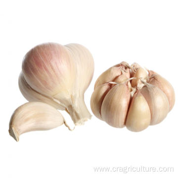 Fresh Red Garlic Seeds Factory Supply